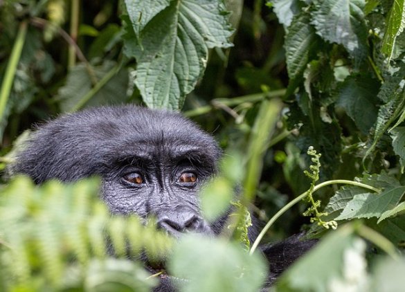 The Complete East Africa Safari & Zanzibar